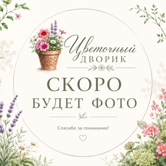 Ожидание изображения продукта