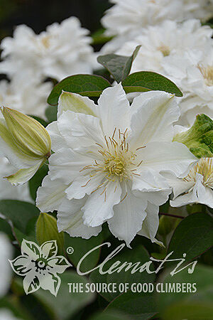csm_Clematis_Bride_s_Bouquet_2_e440056b98