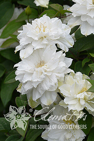 csm_Clematis_Bride_s_Bouquet_4de827f560